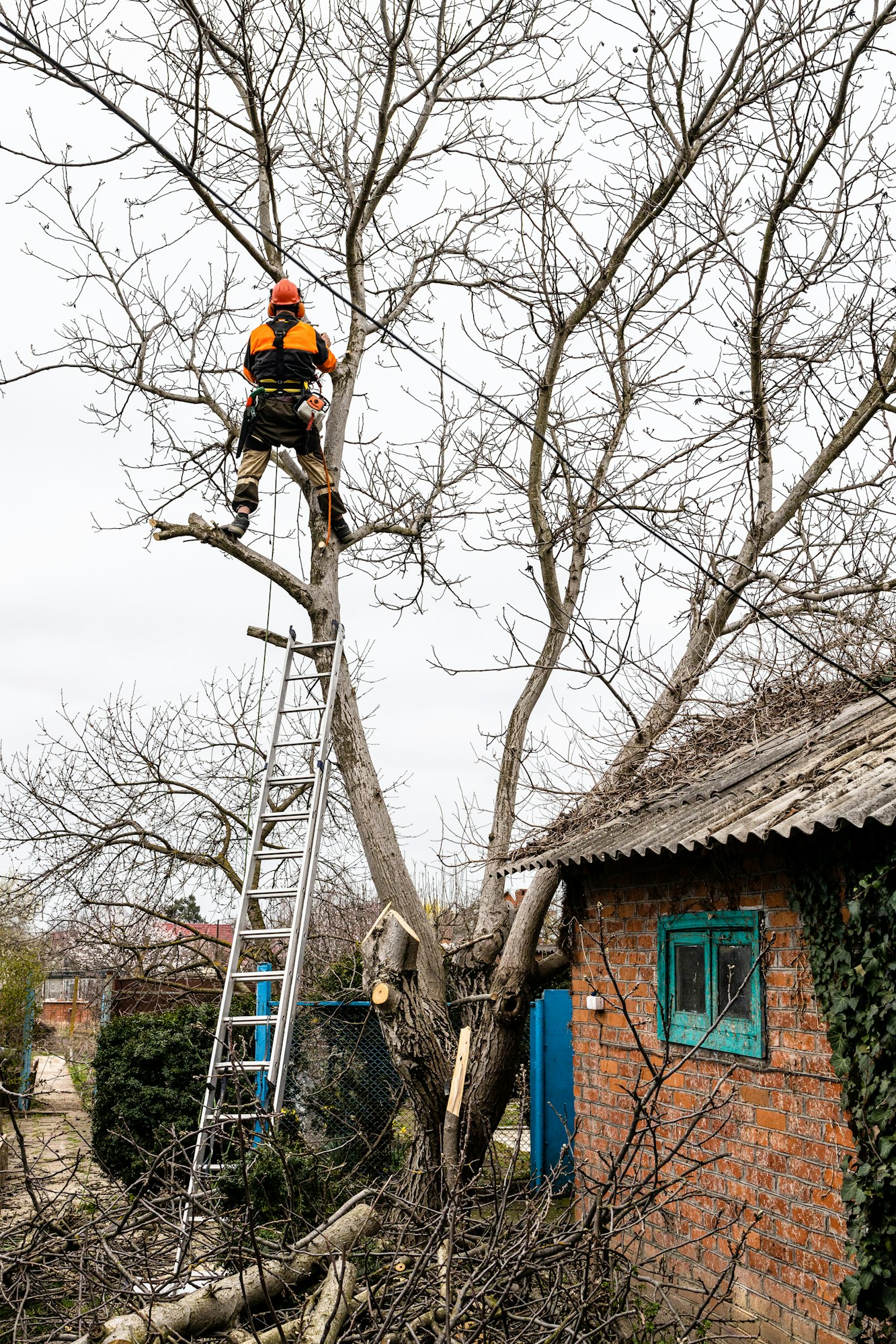 arborist saws high old walnut tree at backyard