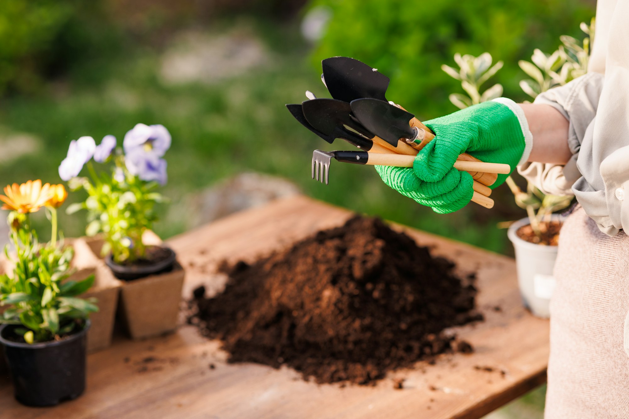 gardener's hand holds a set of gardening tools, replanting plants in the garden gardening concept.