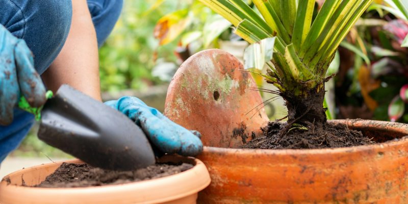 Close-up of a gardener doing maintenance on plants that were neglected and with little soil.