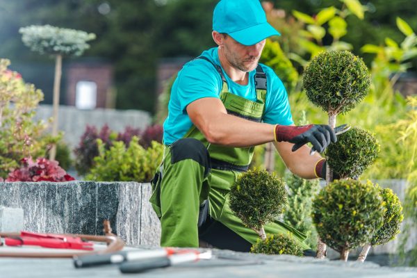 Decorative Plants Trimming