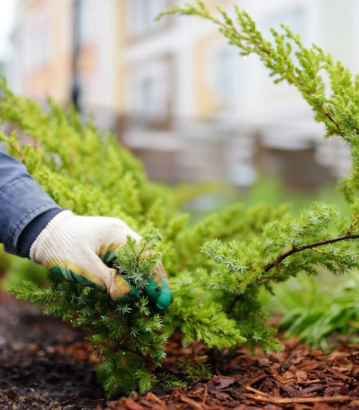 Gardener mulching with pine bark juniper plants in the yard. Seasonal works in the garden.