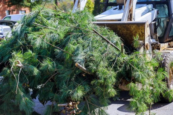 Landscapers clean up in the remove tree branches