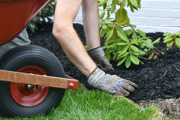 Man doing yard work, spreading mulch around landscape bushes from a wheelbarrow