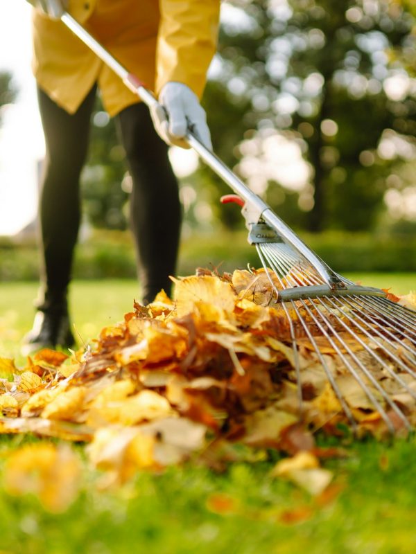 Removal of leaves in autumn garden. Rake, pile of fallen leaves on lawn in autumn park. Volunteering