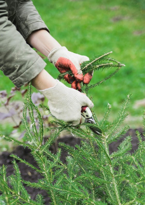 woman with scissors cutting old fir tree branch